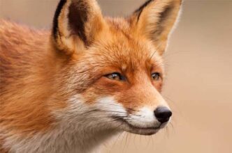 Mozilla Concerns Over Google's Effort to Integrate AI Into Chrome