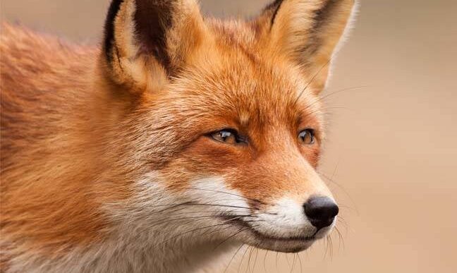 Mozilla Concerns Over Google's Effort to Integrate AI Into Chrome