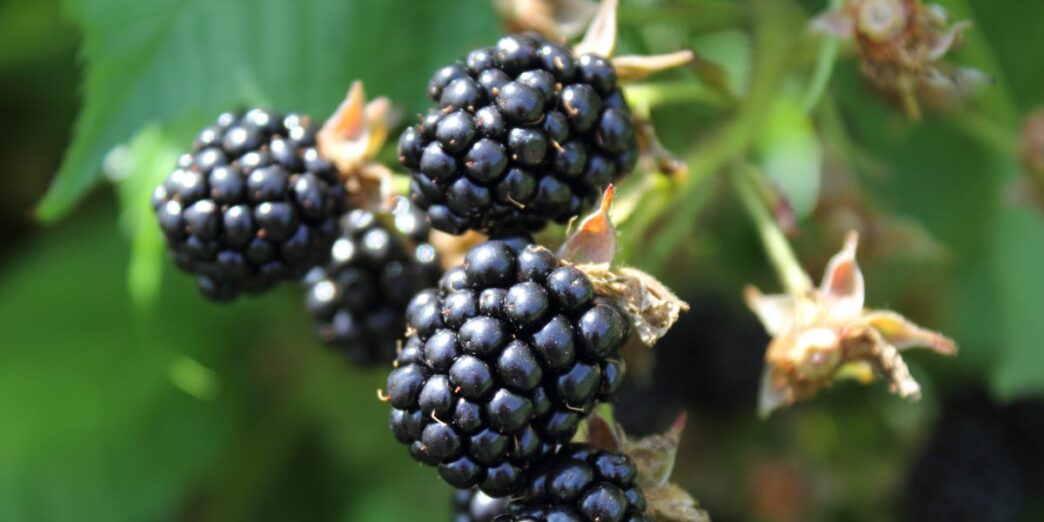 Apple’s Pivotal Moment Comparable to BlackBerry – Business Insider