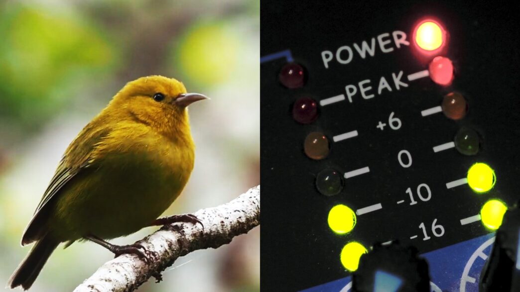 Perch AI’s Latest Model Aids Endangered Species Conservation