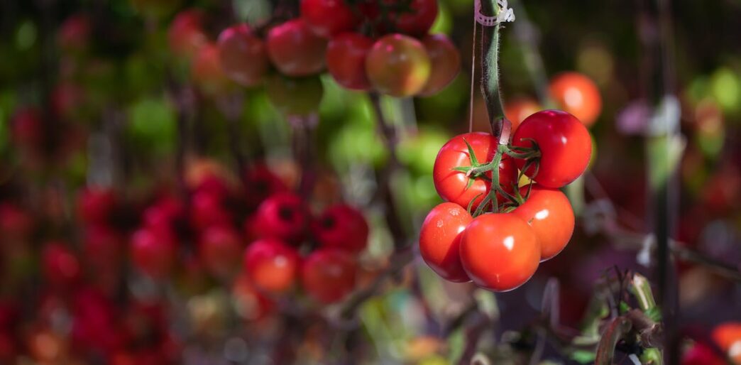 AI-Driven Autonomous Systems Addressing Worldwide Food Scarcity