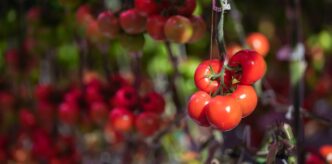 AI-Driven Autonomous Systems Addressing Worldwide Food Scarcity