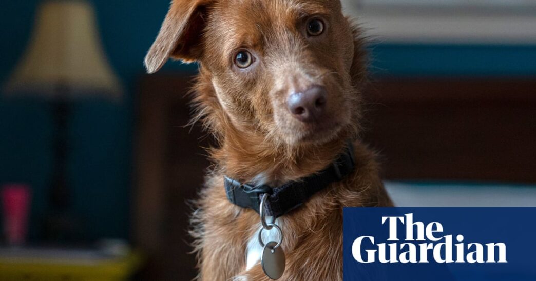 Research Facility to Investigate AI-Assisted Human-Pet Communication