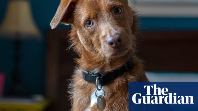Research Facility to Investigate AI-Assisted Human-Pet Communication