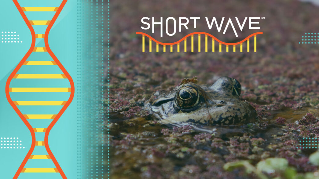 Scientists Employ AI to Monitor Frog Calls | Short Wave | NPR