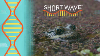 Scientists Employ AI to Monitor Frog Calls | Short Wave | NPR