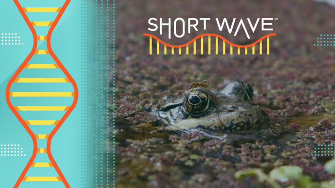 Scientists Employ AI to Monitor Frog Calls | Short Wave | NPR