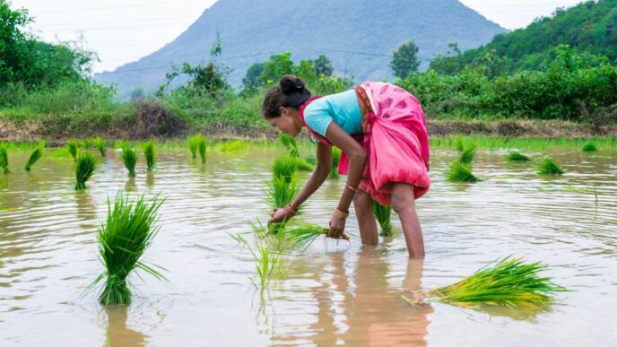 A rice farmer plants seedlings in a flooded field.