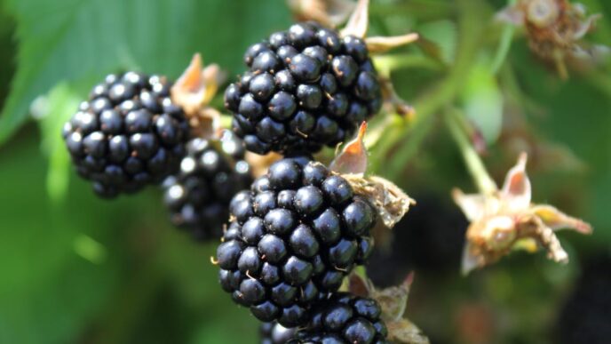 Apple’s Pivotal Moment Comparable to BlackBerry – Business Insider